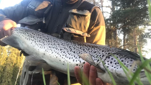 Flugfiske: Vårfiske Havsöring