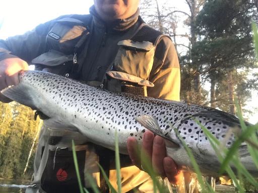 Flugfiske: Vårfiske Havsöring