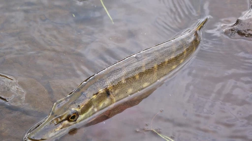 Spinnfiske: Höstfiske Gädda