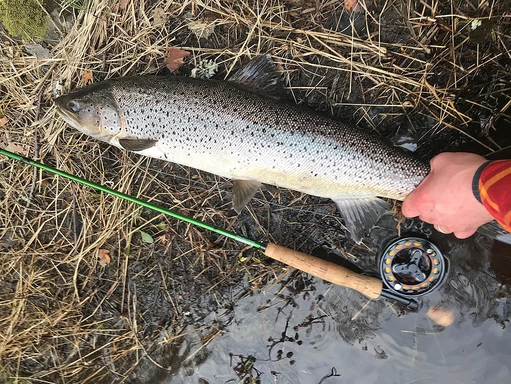 Hur man fiskar våröring