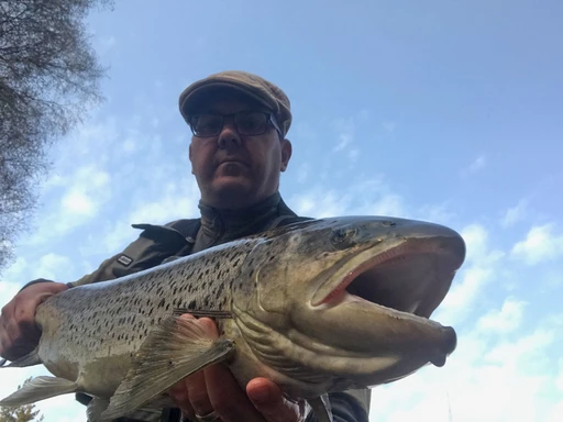 Spinnfiske: Vårfiske Havsöring