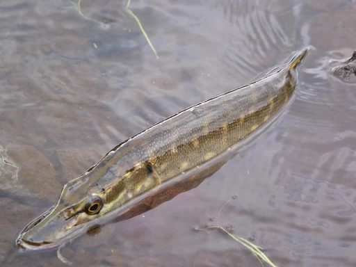 Spinnfiske: Höstfiske Gädda